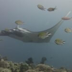 Une raie manta grise qui glisse vers la gauche au-dessus d'un récif de coraux cuirs, entourée de demoiselles au premier plan, dans une eau bleu-gris.