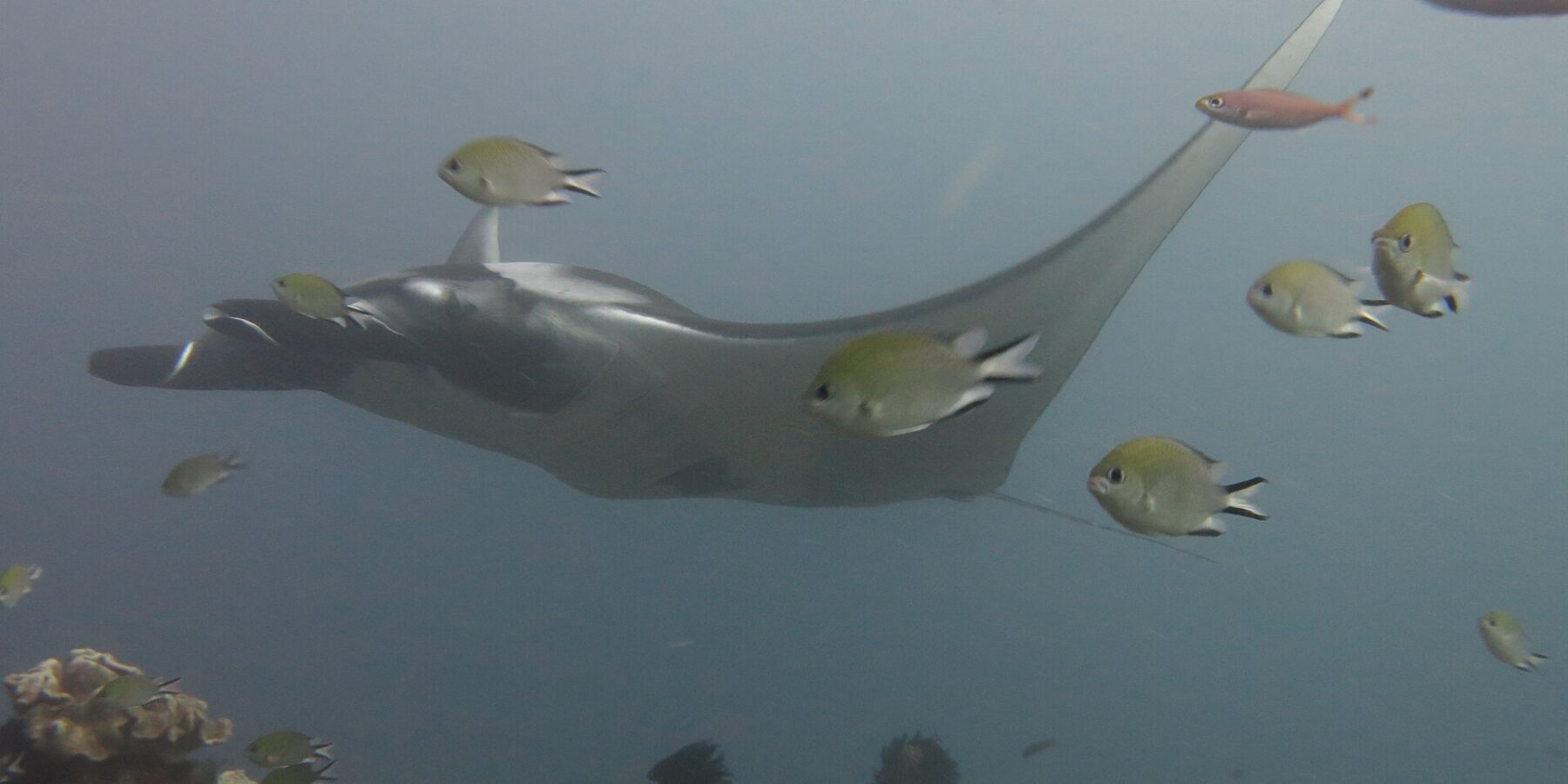 Une raie manta grise qui glisse vers la gauche au-dessus d'un récif de coraux cuirs, entourée de demoiselles au premier plan, dans une eau bleu-gris.