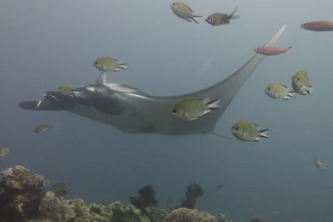 Une raie manta grise qui glisse vers la gauche au-dessus d'un récif de coraux cuirs, entourée de demoiselles au premier plan, dans une eau bleu-gris.