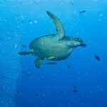 Une tortue verte qui nage vers la droite en pleine eau bleue, deux rémoras jaunâtres sous le plastron, à côté d'une colonne de bulles de plongeurs et de petits poissons.