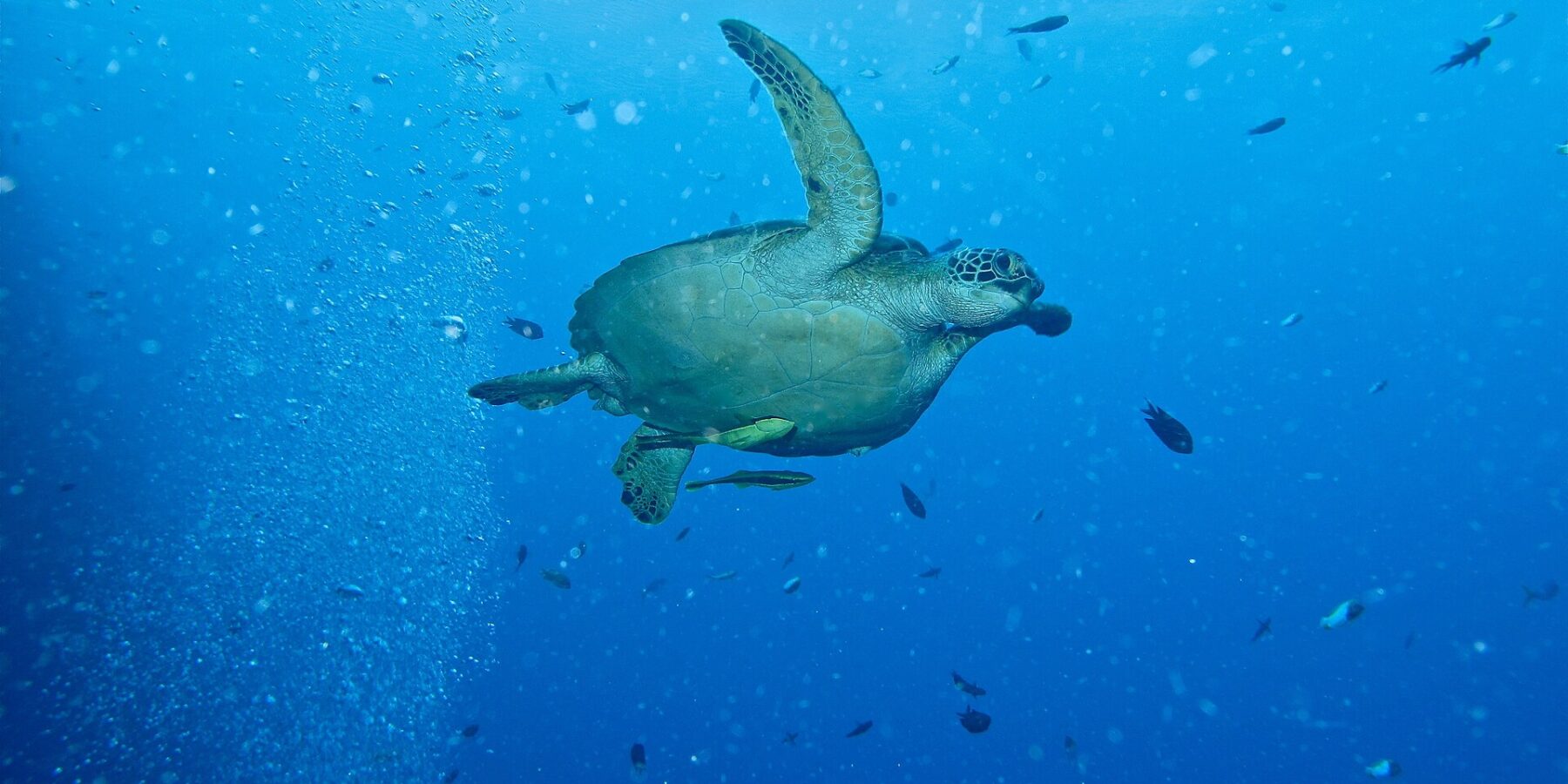 Une tortue verte qui nage vers la droite en pleine eau bleue, deux rémoras jaunâtres sous le plastron, à côté d'une colonne de bulles de plongeurs et de petits poissons.