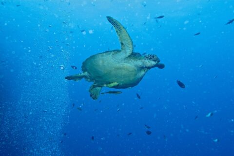 Une tortue verte qui nage vers la droite en pleine eau bleue, deux rémoras jaunâtres sous le plastron, à côté d'une colonne de bulles de plongeurs et de petits poissons.