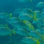 Un banc serré de vivaneaux jaunes aux nageoires jaune vif, vus de profil dans une eau vert bleu, sur le récif de Cabo Pulmo