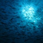 Un immense banc de poissons en silhouette, vu par en dessous contre la lumière du soleil qui scintille sous la surface, dans une eau d'un bleu profond.
