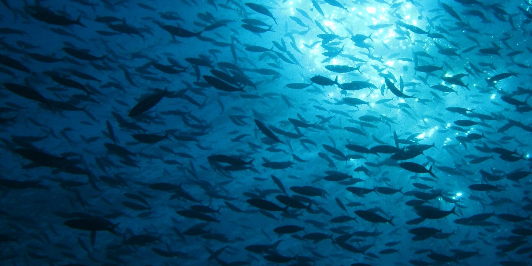 Un immense banc de poissons en silhouette, vu par en dessous contre la lumière du soleil qui scintille sous la surface, dans une eau d'un bleu profond.