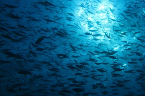 Un immense banc de poissons en silhouette, vu par en dessous contre la lumière du soleil qui scintille sous la surface, dans une eau d'un bleu profond.