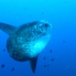 Un poisson-lune gris tacheté de clair, vu de trois quarts en pleine eau bleue, ses longues nageoires dorsale et anale étirées, entouré de petits poissons de récif.