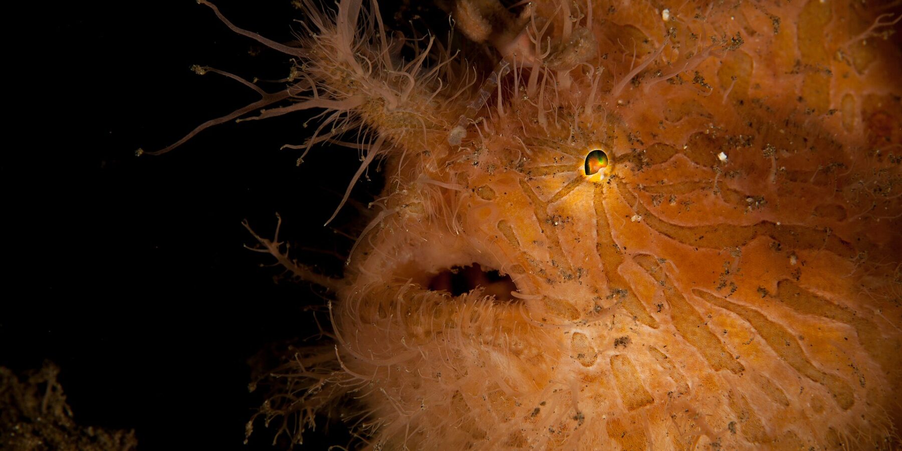 Gros plan d'un poisson-grenouille velu orange zébré de brun, couvert de filaments, le petit oeil brillant et la bouche entrouverte, sur fond noir.