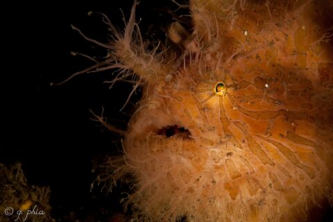 Gros plan d'un poisson-grenouille velu orange zébré de brun, couvert de filaments, le petit oeil brillant et la bouche entrouverte, sur fond noir.