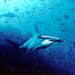 Un requin-marteau halicorne nage vers l'objectif dans une eau bleue, deux autres marteaux derrière lui et un nuage de petits poissons au-dessus du fond rocheux.