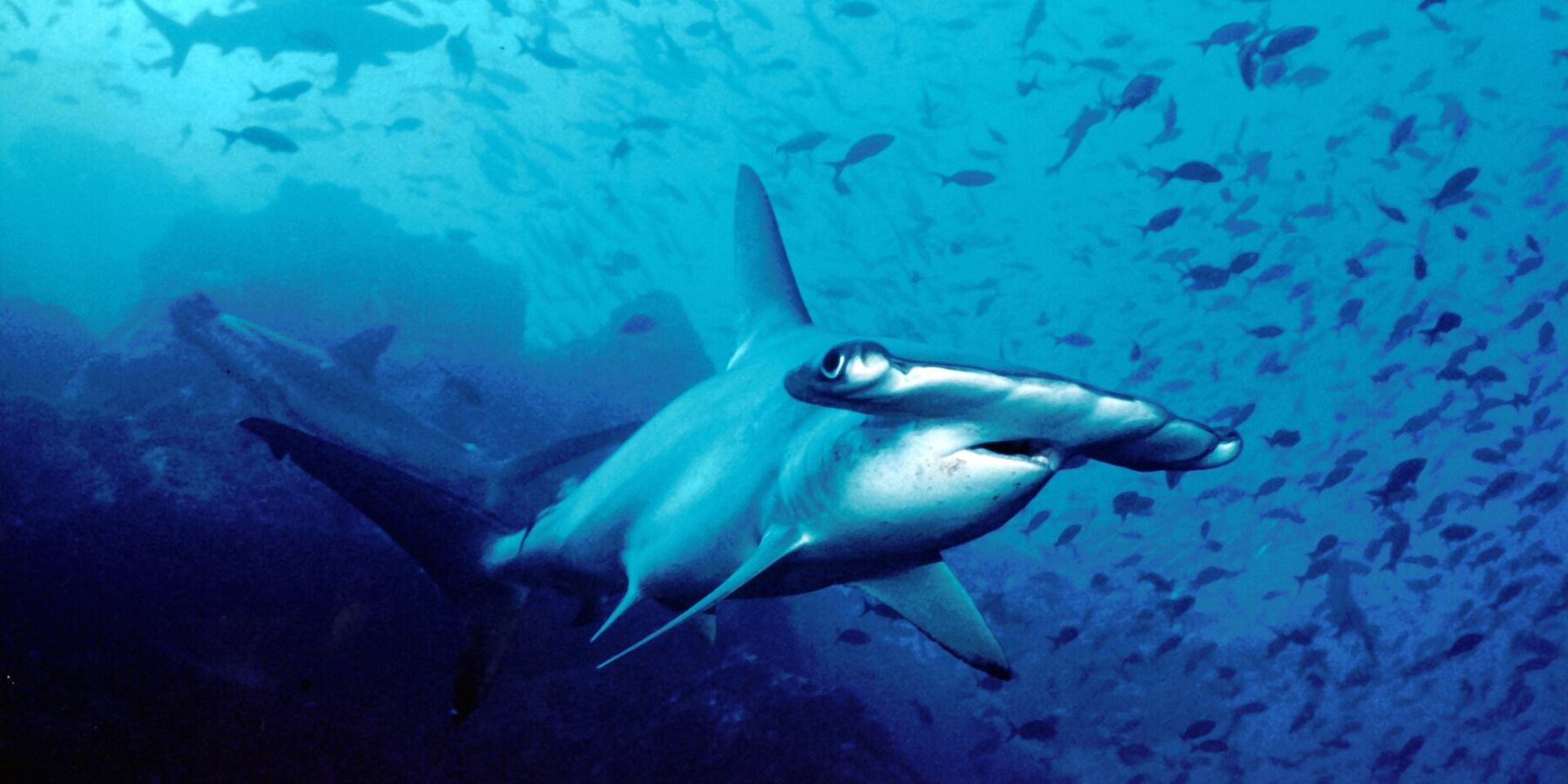 Un requin-marteau halicorne nage vers l'objectif dans une eau bleue, deux autres marteaux derrière lui et un nuage de petits poissons au-dessus du fond rocheux.