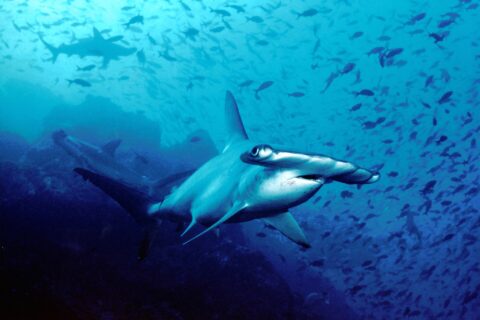 Un requin-marteau halicorne nage vers l'objectif dans une eau bleue, deux autres marteaux derrière lui et un nuage de petits poissons au-dessus du fond rocheux.