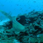 Un requin-léopard beige constellé de points noirs nage vers l'objectif au ras d'un récif corallien, sa longue queue relevée, dans un nuage de petits poissons argentés, avec du sable blanc à gauche et l'eau bleue au-dessus