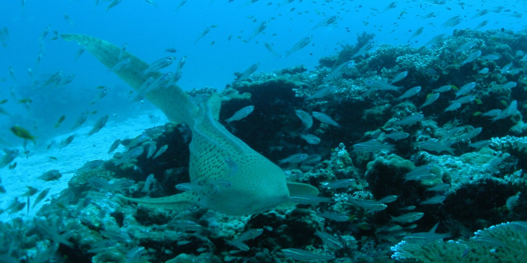 Un requin-léopard beige constellé de points noirs nage vers l'objectif au ras d'un récif corallien, sa longue queue relevée, dans un nuage de petits poissons argentés, avec du sable blanc à gauche et l'eau bleue au-dessus
