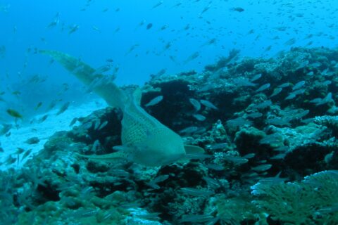 Un requin-léopard beige constellé de points noirs nage vers l'objectif au ras d'un récif corallien, sa longue queue relevée, dans un nuage de petits poissons argentés, avec du sable blanc à gauche et l'eau bleue au-dessus