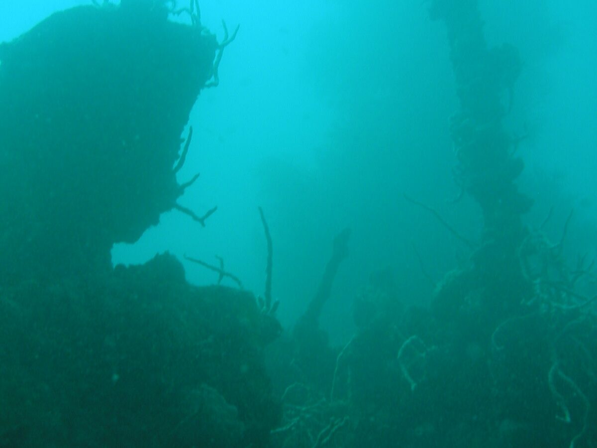 Dans une eau vert turquoise chargée, la silhouette sombre d'une épave dont le mât couvert de coraux fouets se dresse à droite, au-dessus d'une superstructure encroûtée.