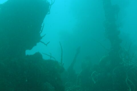 Dans une eau vert turquoise chargée, la silhouette sombre d'une épave dont le mât couvert de coraux fouets se dresse à droite, au-dessus d'une superstructure encroûtée.
