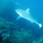 Un requin gris de récif nage au-dessus d'un tombant couvert de buissons de corail noir, un second requin en arrière-plan dans une eau bleu-vert