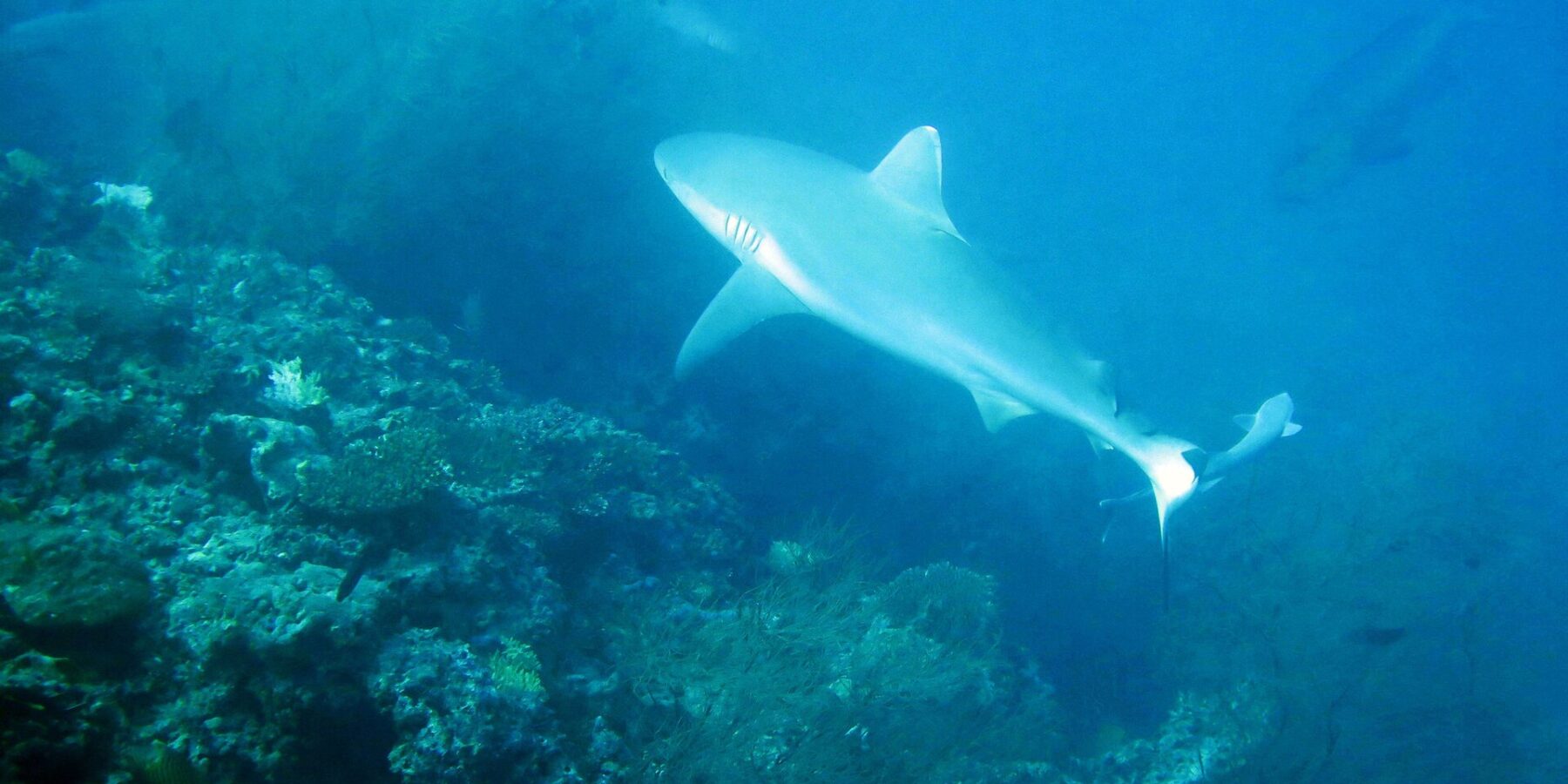 Un requin gris de récif nage au-dessus d'un tombant couvert de buissons de corail noir, un second requin en arrière-plan dans une eau bleu-vert