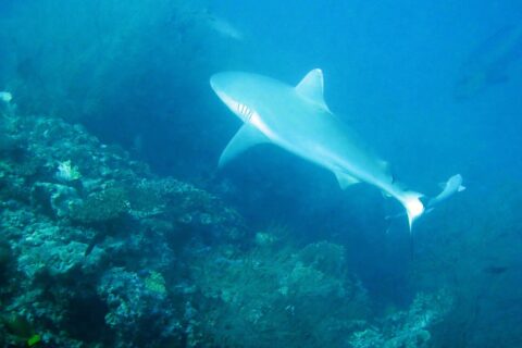 Un requin gris de récif nage au-dessus d'un tombant couvert de buissons de corail noir, un second requin en arrière-plan dans une eau bleu-vert