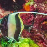 Une idole des Maures rayée de noir et de jaune, son long filament dorsal blanc tendu, devant une paroi couverte d'éponges et de coraux mous rouges à Hin Daeng