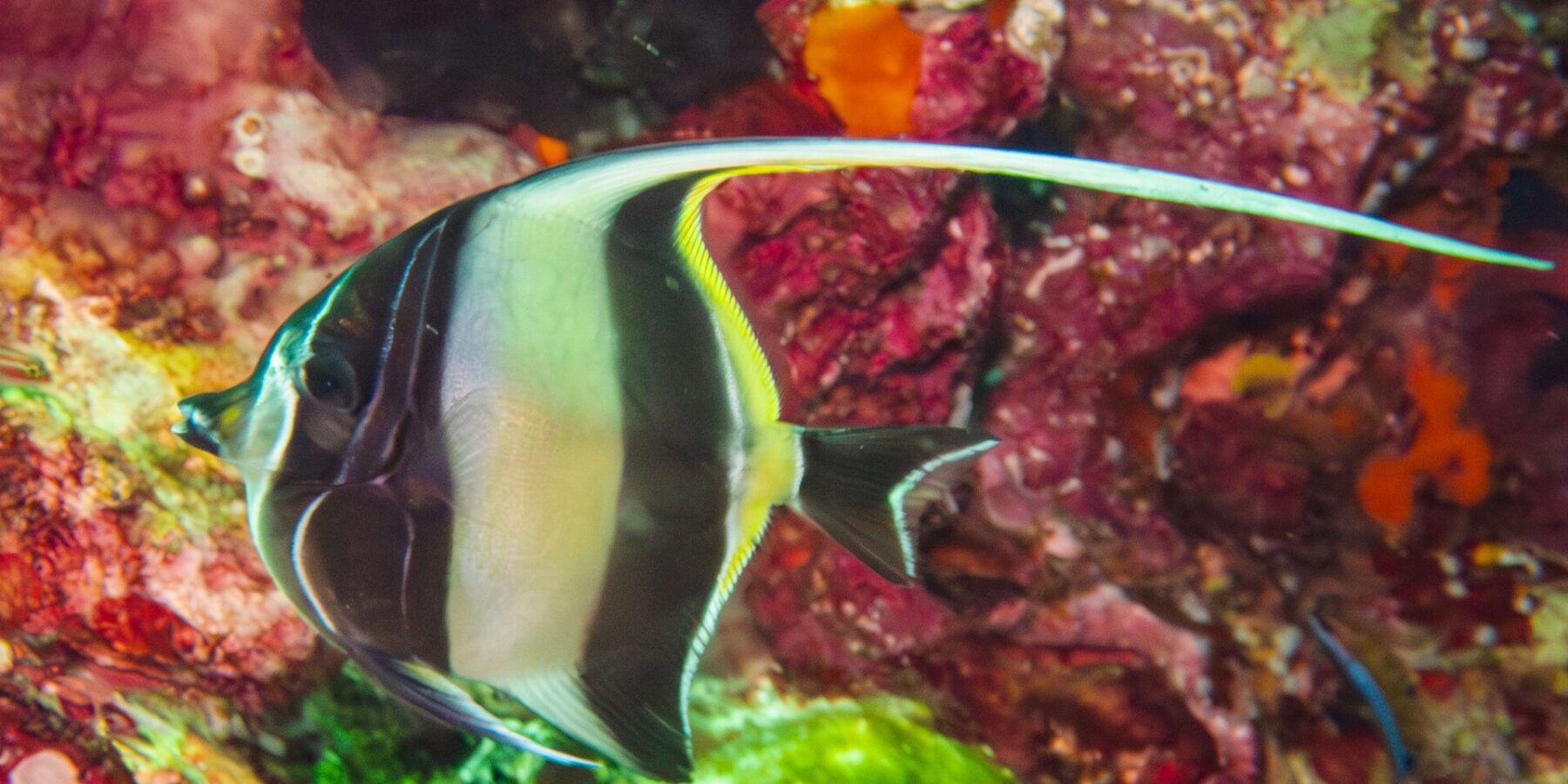 Une idole des Maures rayée de noir et de jaune, son long filament dorsal blanc tendu, devant une paroi couverte d'éponges et de coraux mous rouges à Hin Daeng