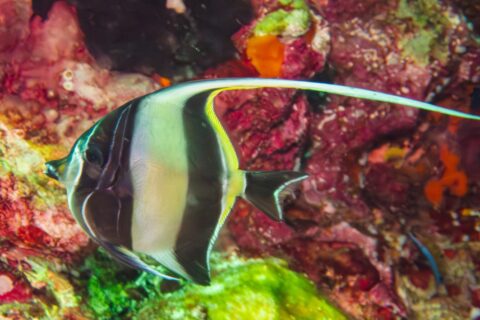Une idole des Maures rayée de noir et de jaune, son long filament dorsal blanc tendu, devant une paroi couverte d'éponges et de coraux mous rouges à Hin Daeng
