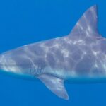 Gros plan de profil d'un requin-bouledogue nageant vers la gauche, museau court et arrondi, fentes branchiales et large dorsale, le dos gris strié de reflets de soleil sur un fond bleu uni.