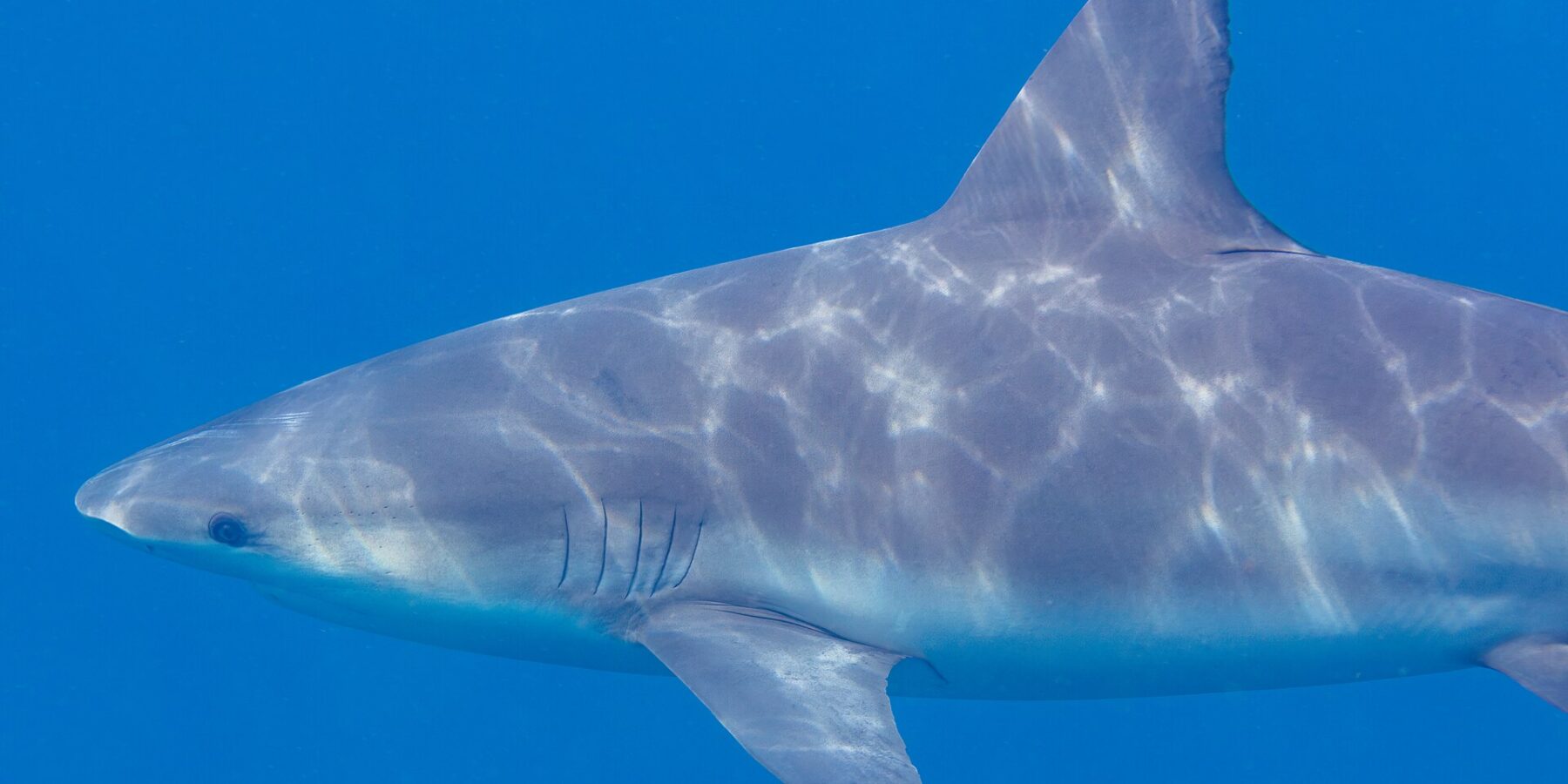Gros plan de profil d'un requin-bouledogue nageant vers la gauche, museau court et arrondi, fentes branchiales et large dorsale, le dos gris strié de reflets de soleil sur un fond bleu uni.