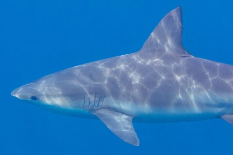 Gros plan de profil d'un requin-bouledogue nageant vers la gauche, museau court et arrondi, fentes branchiales et large dorsale, le dos gris strié de reflets de soleil sur un fond bleu uni.