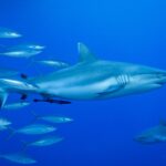 Un requin gris de récif vu de profil, un rémora sous le ventre, nage dans le bleu à côté d'un banc de poissons argentés, un second requin en bas à droite.