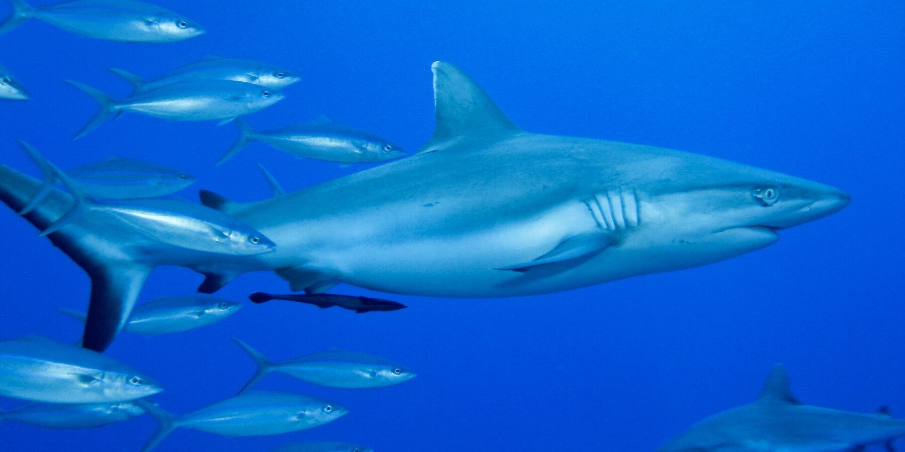 Un requin gris de récif vu de profil, un rémora sous le ventre, nage dans le bleu à côté d'un banc de poissons argentés, un second requin en bas à droite.