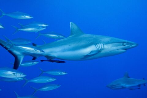 Un requin gris de récif vu de profil, un rémora sous le ventre, nage dans le bleu à côté d'un banc de poissons argentés, un second requin en bas à droite.