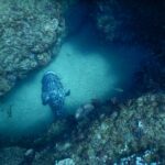 Un gros mérou patate gris marbré de noir, vu de dessus, posé sur le sable clair d'un couloir entre deux parois rocheuses couvertes de corail, au milieu d'un nuage de petits poissons argentés
