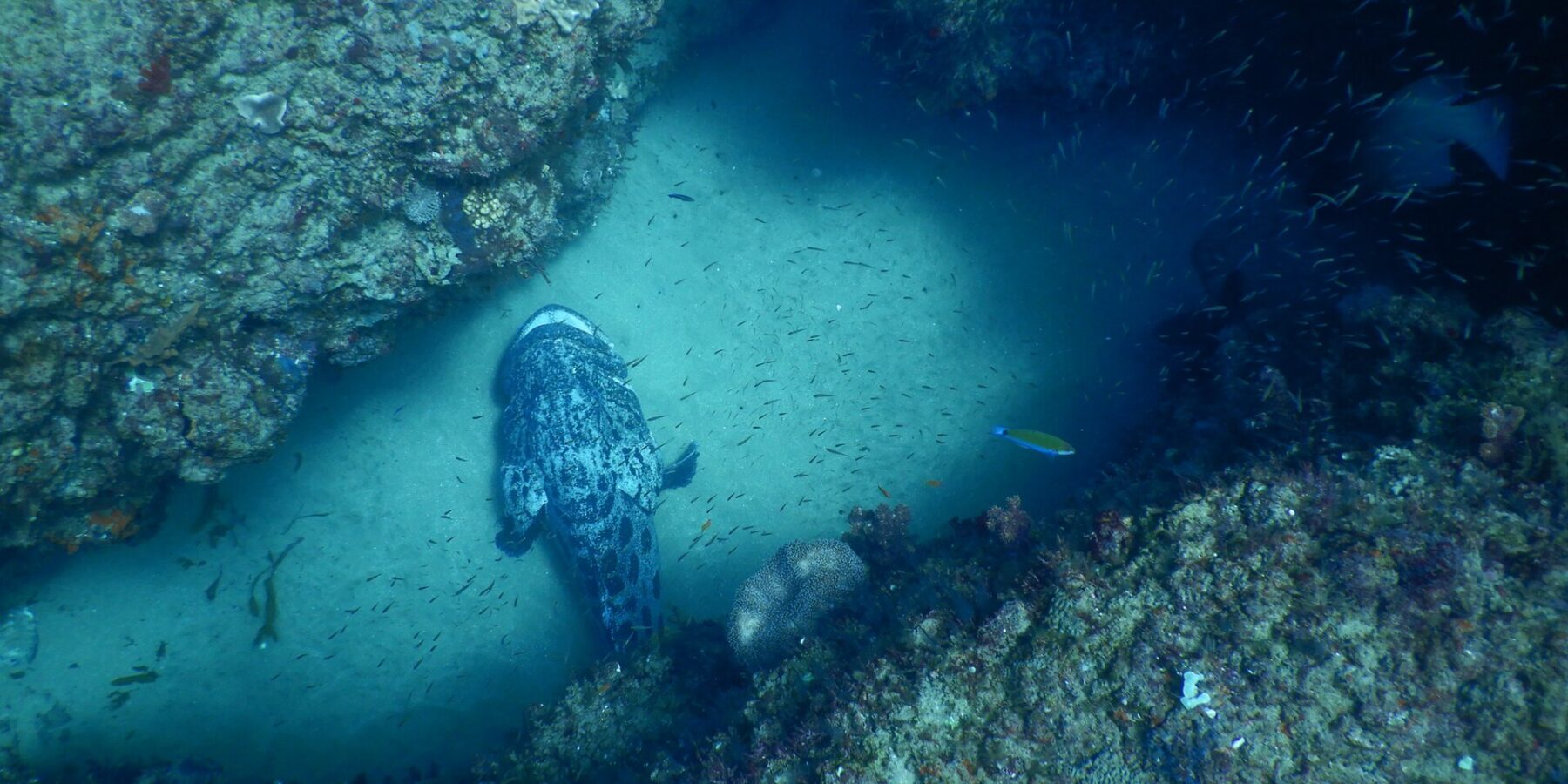 Un gros mérou patate gris marbré de noir, vu de dessus, posé sur le sable clair d'un couloir entre deux parois rocheuses couvertes de corail, au milieu d'un nuage de petits poissons argentés
