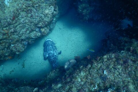 Un gros mérou patate gris marbré de noir, vu de dessus, posé sur le sable clair d'un couloir entre deux parois rocheuses couvertes de corail, au milieu d'un nuage de petits poissons argentés