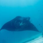 Une raie manta de récif vue de face, le ventre blanc et les fentes branchiales visibles, passe au-dessus du sable dans une eau bleu-vert, de petits poissons sur le récif à droite