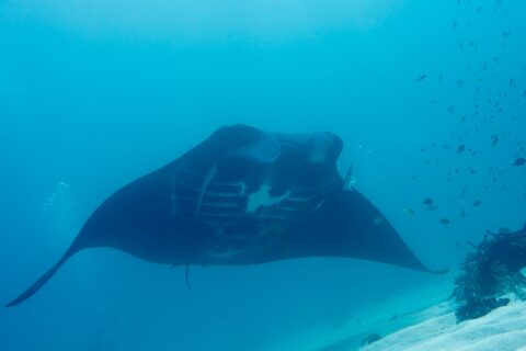 Une raie manta de récif vue de face, le ventre blanc et les fentes branchiales visibles, passe au-dessus du sable dans une eau bleu-vert, de petits poissons sur le récif à droite