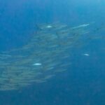 Un banc serré de barracudas argentés, vus de côté dans une eau bleu profond, photographié en mer Rouge à Ras Mohammed