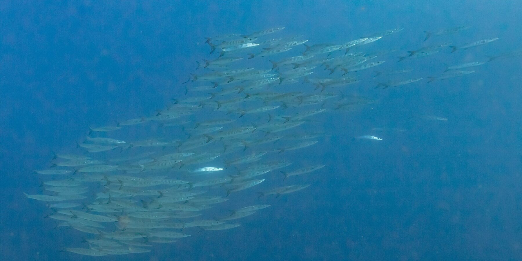Un banc serré de barracudas argentés, vus de côté dans une eau bleu profond, photographié en mer Rouge à Ras Mohammed