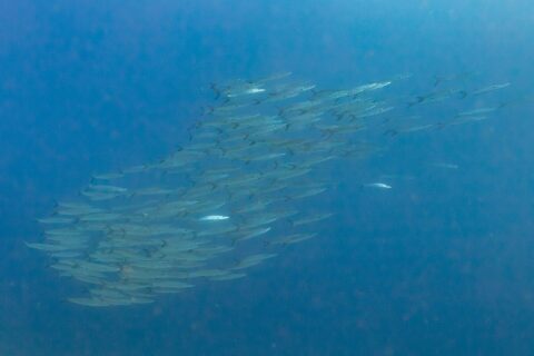 Un banc serré de barracudas argentés, vus de côté dans une eau bleu profond, photographié en mer Rouge à Ras Mohammed