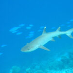 Un requin pointes blanches, gris clair avec les pointes des nageoires blanches, nage au-dessus d'un récif dans une eau bleue claire, entouré de fusiliers bleus