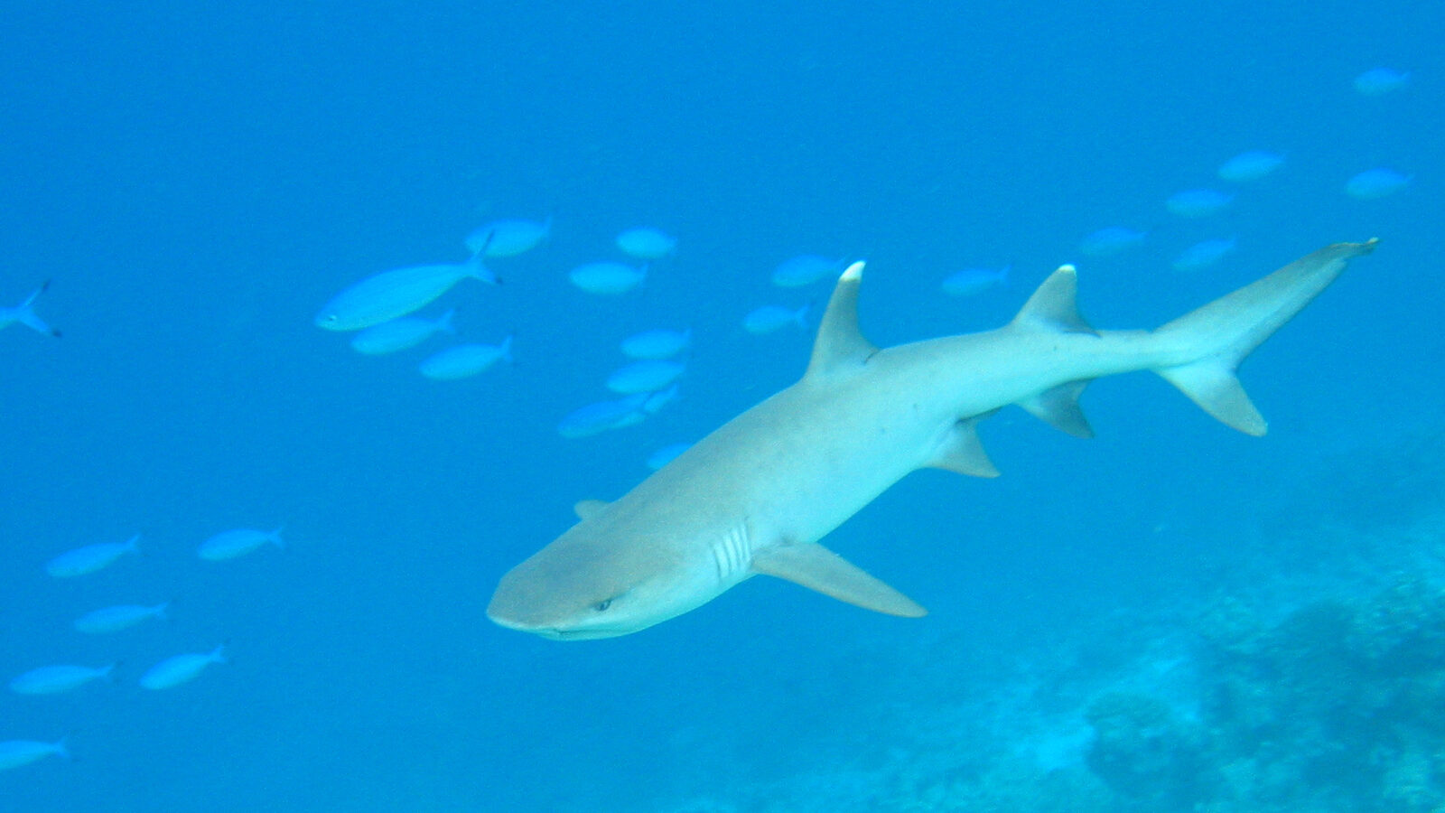 Un requin pointes blanches, gris clair avec les pointes des nageoires blanches, nage au-dessus d'un récif dans une eau bleue claire, entouré de fusiliers bleus