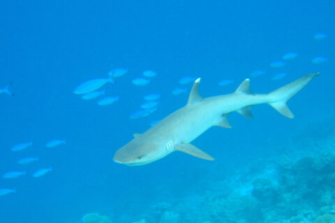 Un requin pointes blanches, gris clair avec les pointes des nageoires blanches, nage au-dessus d'un récif dans une eau bleue claire, entouré de fusiliers bleus