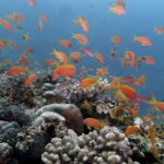 Un nuage d'anthias orange au-dessus d'un récif de coraux durs, dans une eau bleue claire