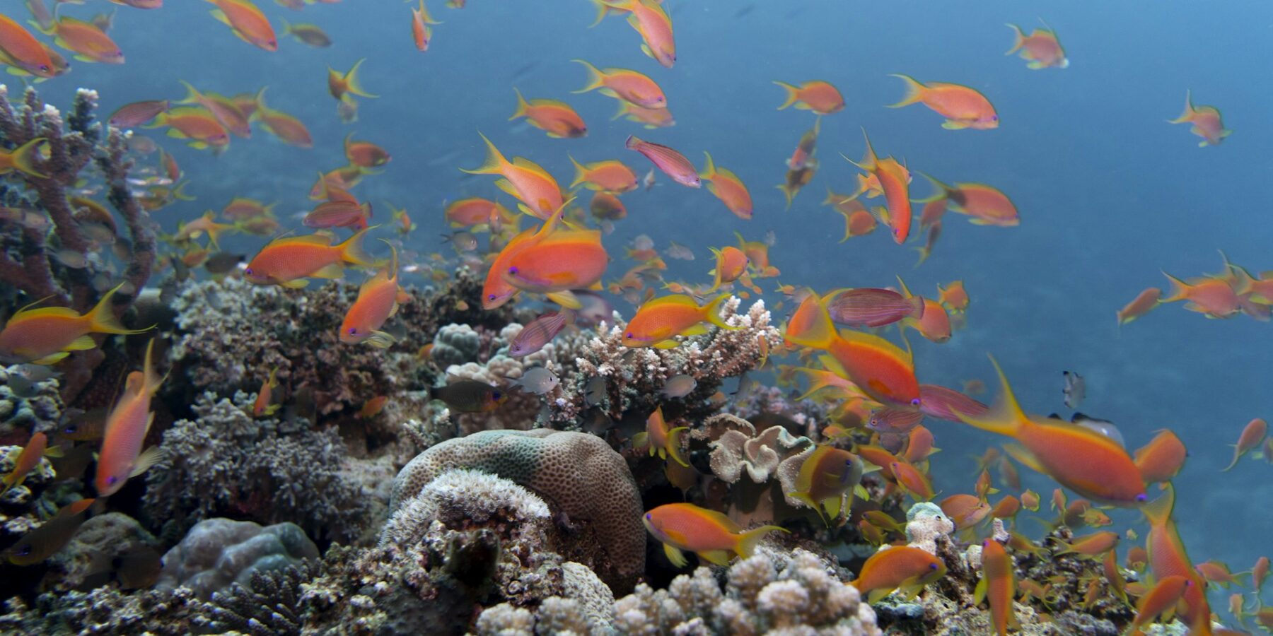 Un nuage d'anthias orange au-dessus d'un récif de coraux durs, dans une eau bleue claire