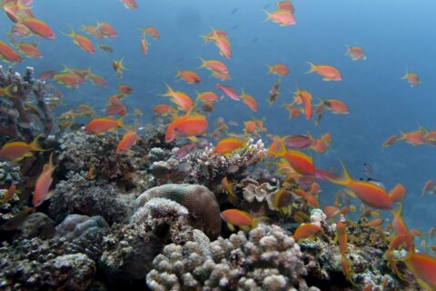 Un nuage d'anthias orange au-dessus d'un récif de coraux durs, dans une eau bleue claire
