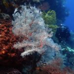 Une grande gorgone blanche aux nervures rouges déployée en éventail, entre une éponge rouille criblée de trous à gauche et une gorgone jaune, avec un plongeur en noir qui approche à droite dans l'eau bleue.