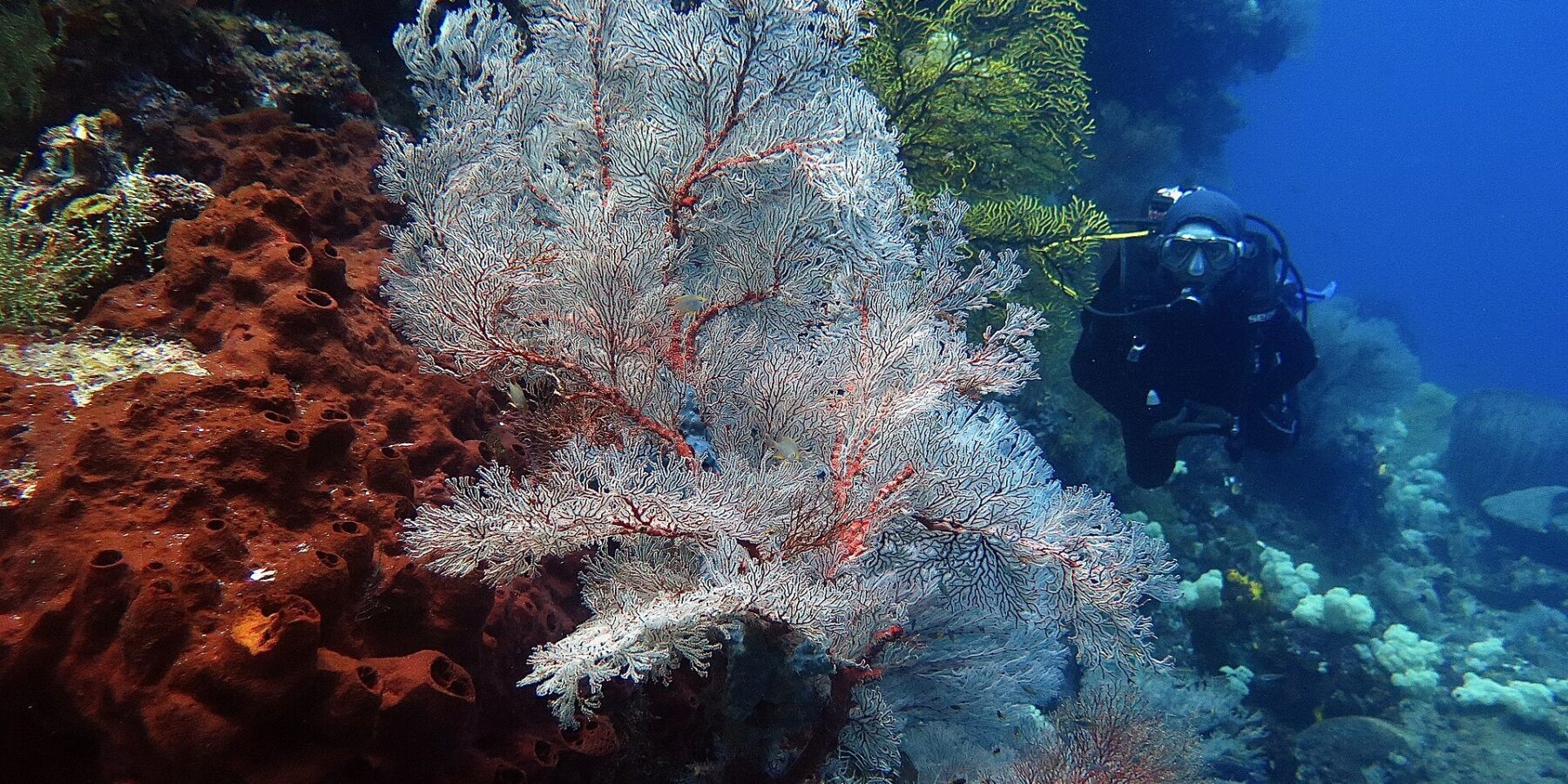 Une grande gorgone blanche aux nervures rouges déployée en éventail, entre une éponge rouille criblée de trous à gauche et une gorgone jaune, avec un plongeur en noir qui approche à droite dans l'eau bleue.
