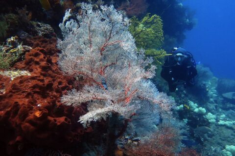Une grande gorgone blanche aux nervures rouges déployée en éventail, entre une éponge rouille criblée de trous à gauche et une gorgone jaune, avec un plongeur en noir qui approche à droite dans l'eau bleue.